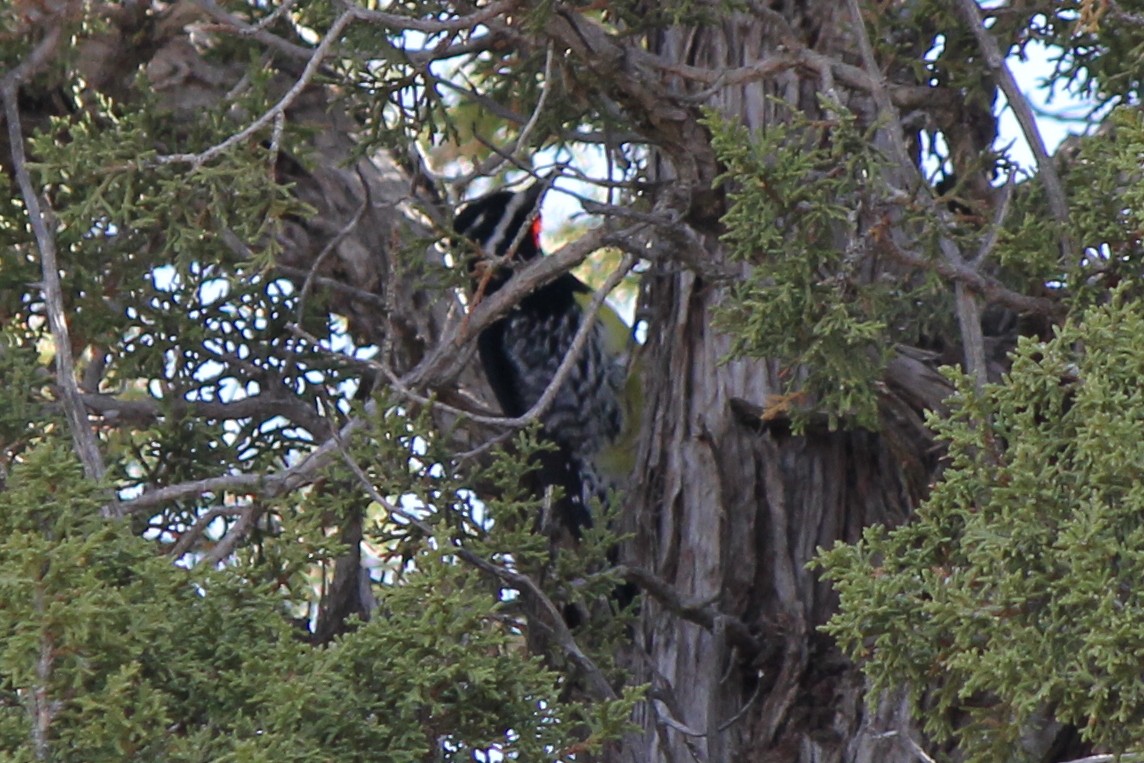 Williamson's Sapsucker - ML79942761