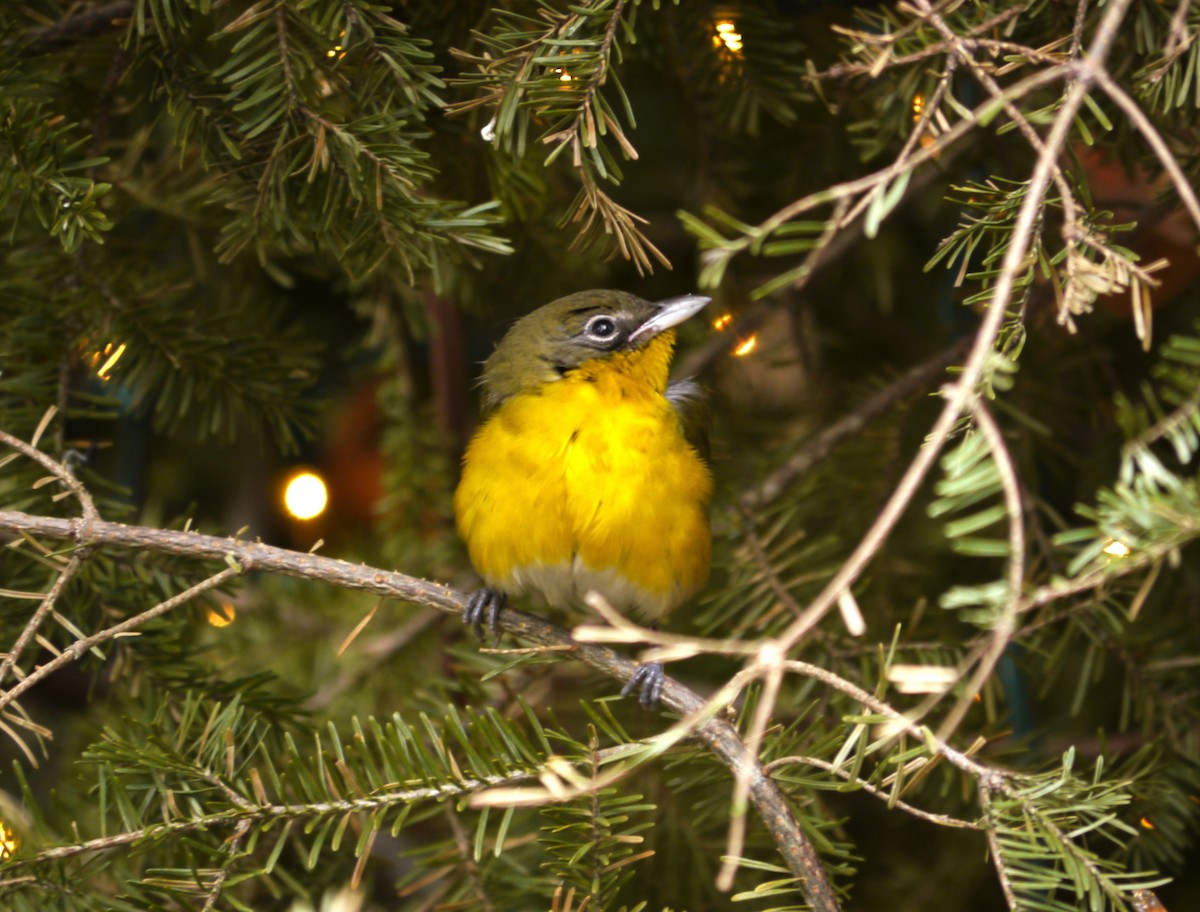 Yellow-breasted Chat - ML79944251