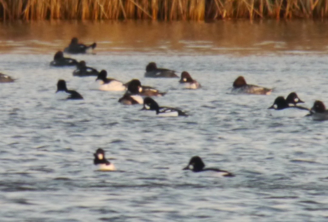 Barrow's Goldeneye - ML79945911