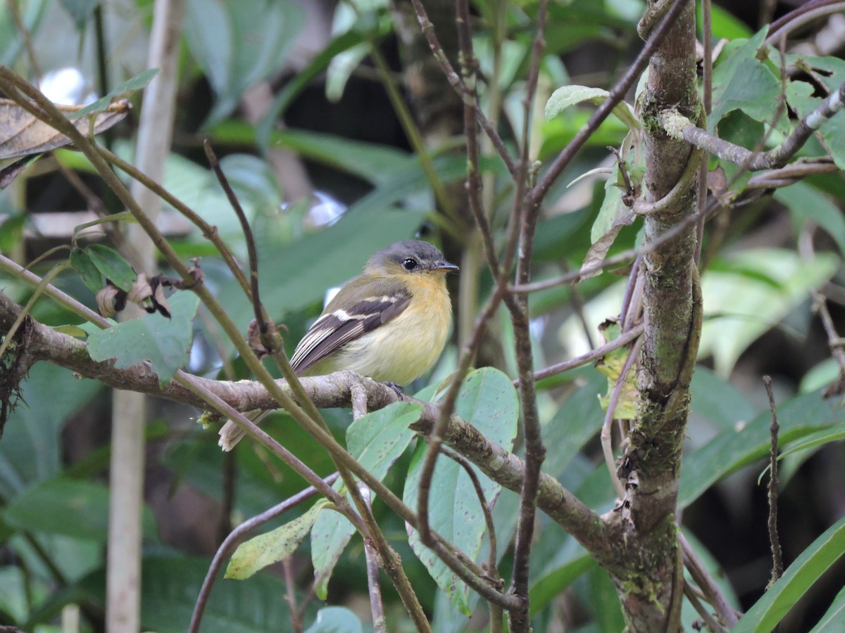 Handsome Flycatcher - ML79946271