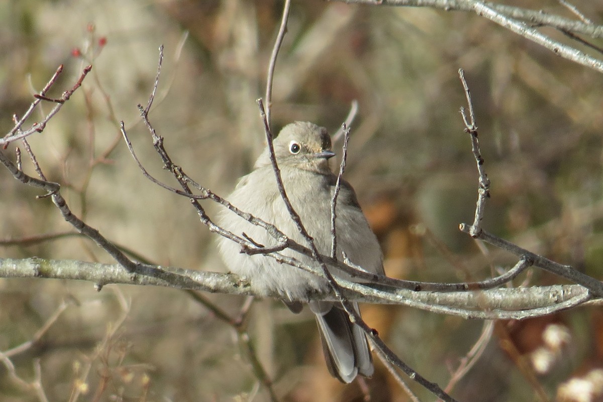 Townsend's Solitaire - ML79949591