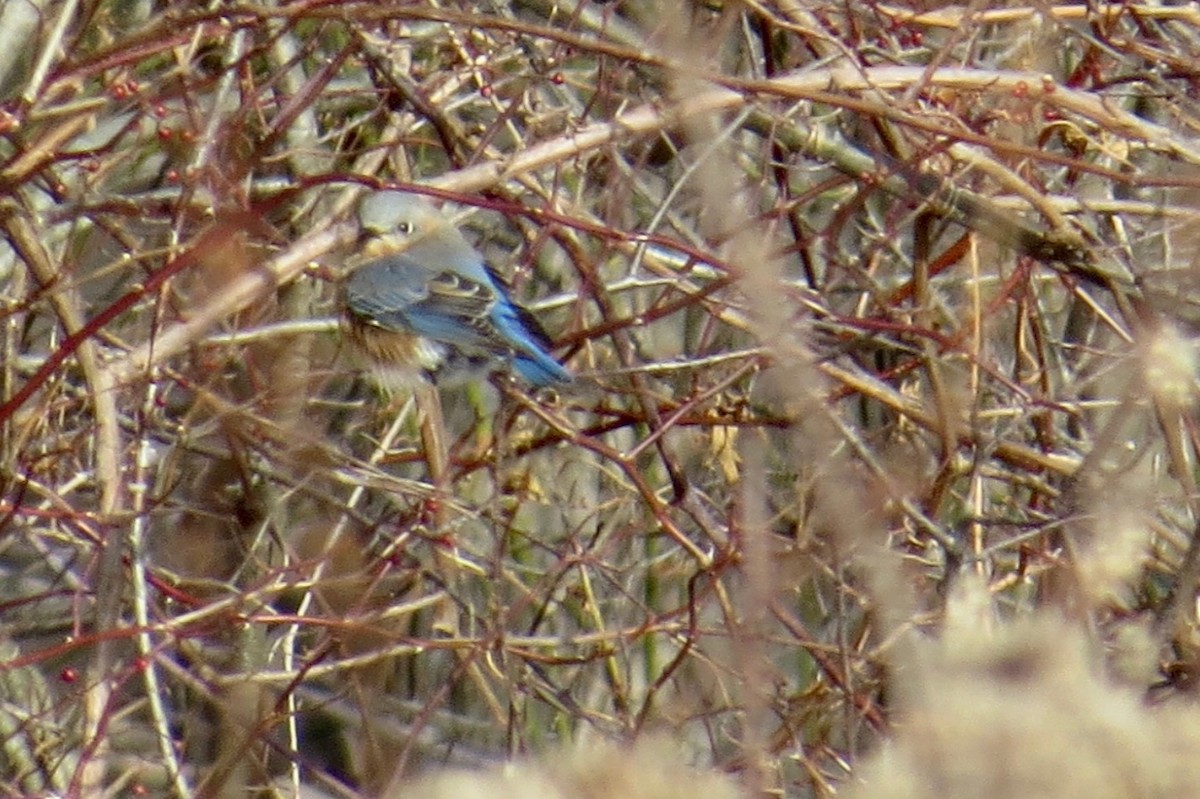 Eastern Bluebird (Eastern) - ML79950321