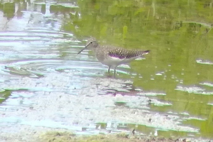 Solitary Sandpiper - Steve Juhasz