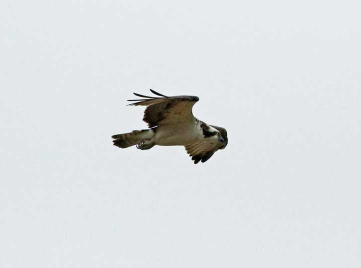 Osprey - ML79955391