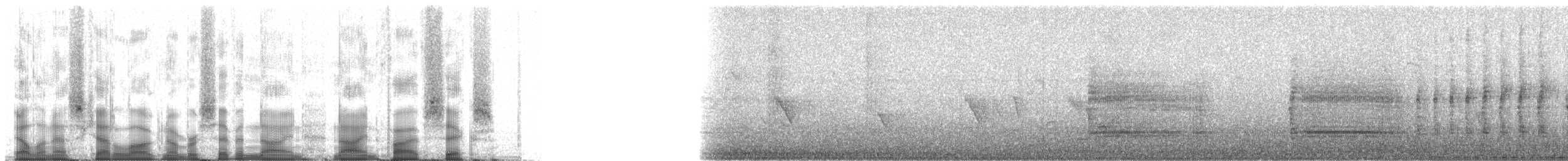 Helmeted Guineafowl (Tufted) - ML79956