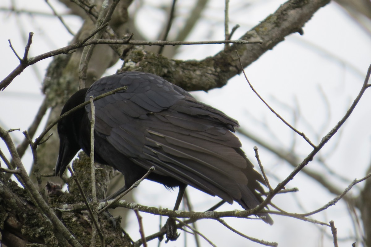 American Crow - ML79956671