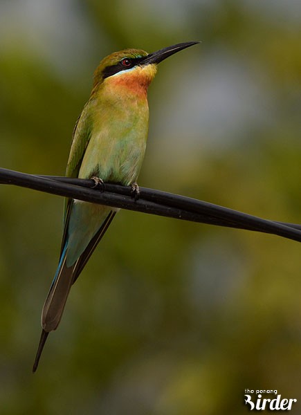 Blue-tailed Bee-eater - Choy Wai Mun
