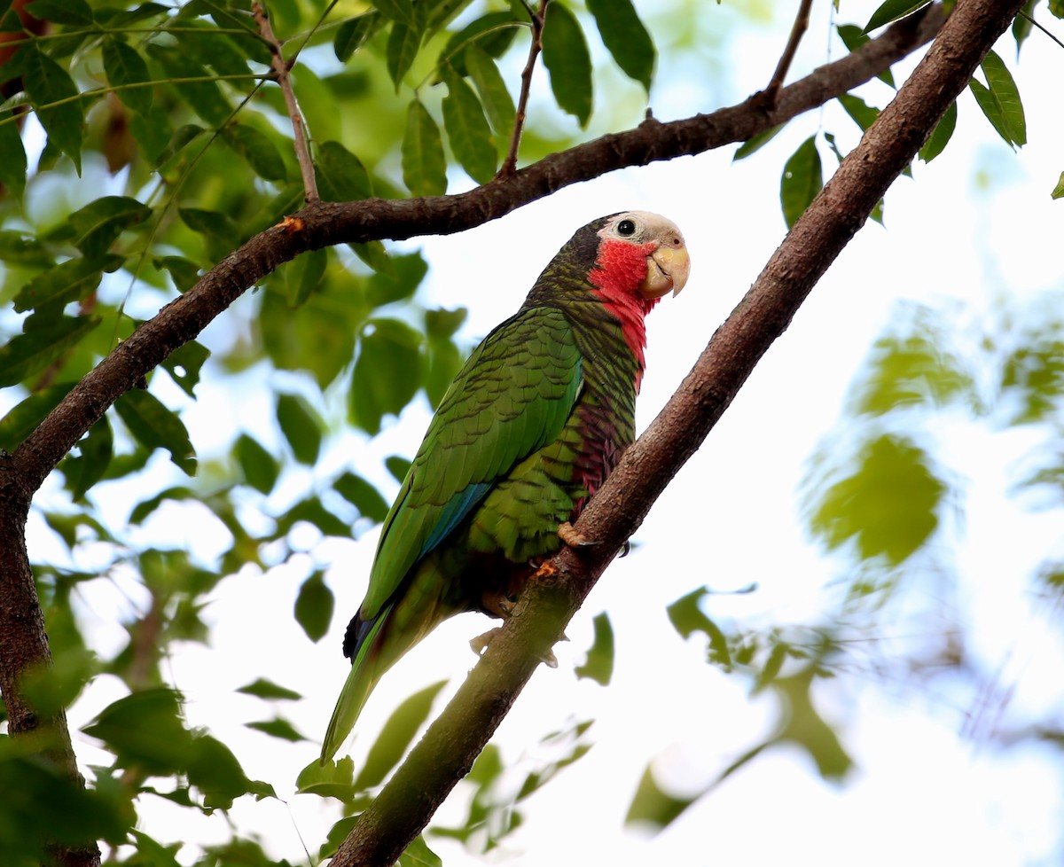 Küba Amazonu - ML79958691