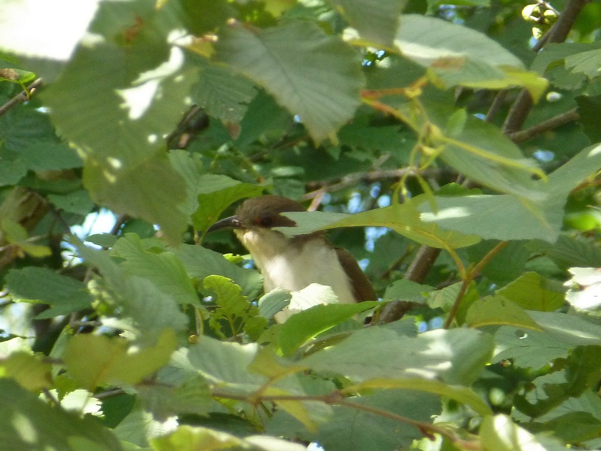 Black-billed Cuckoo - ML79958771