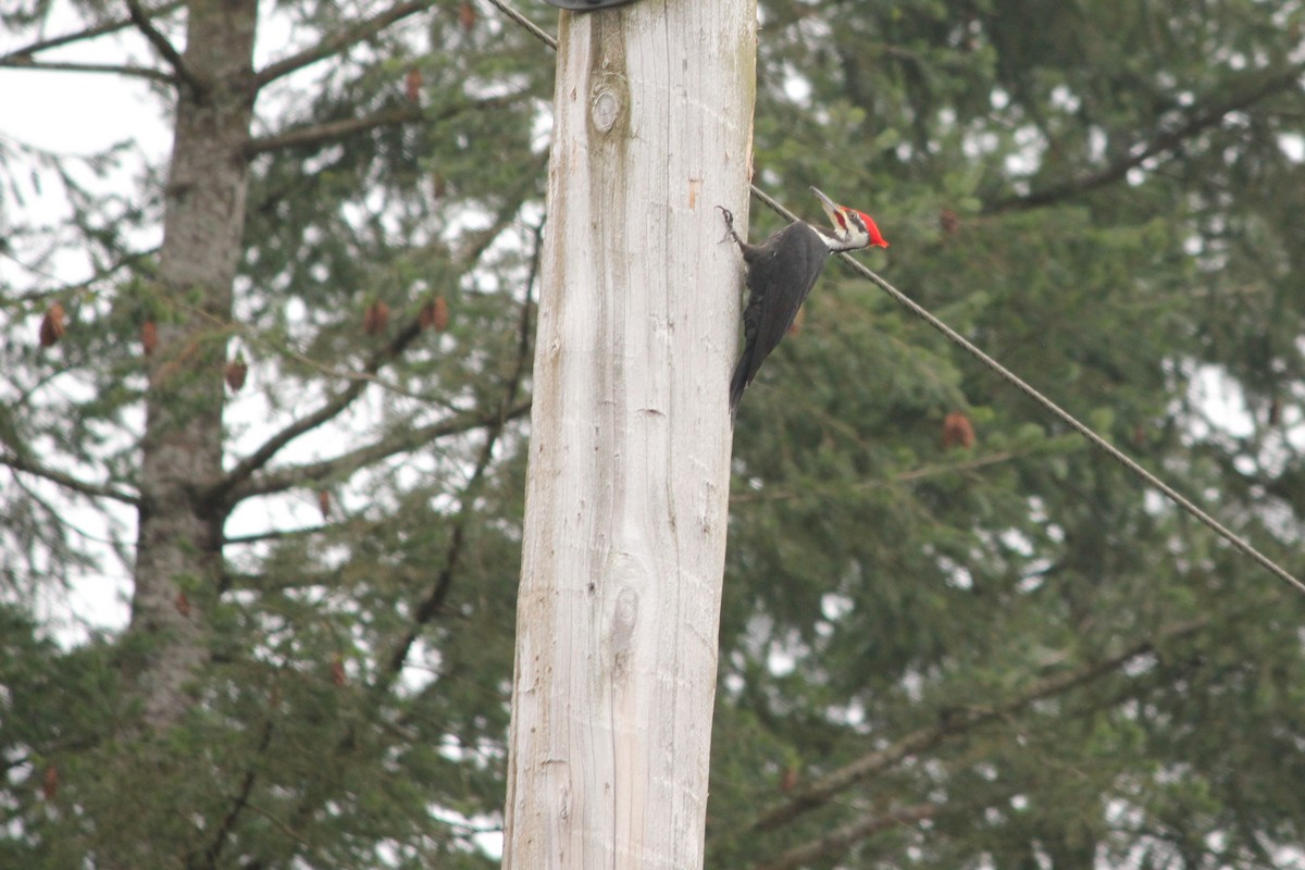 Pileated Woodpecker - ML79959011