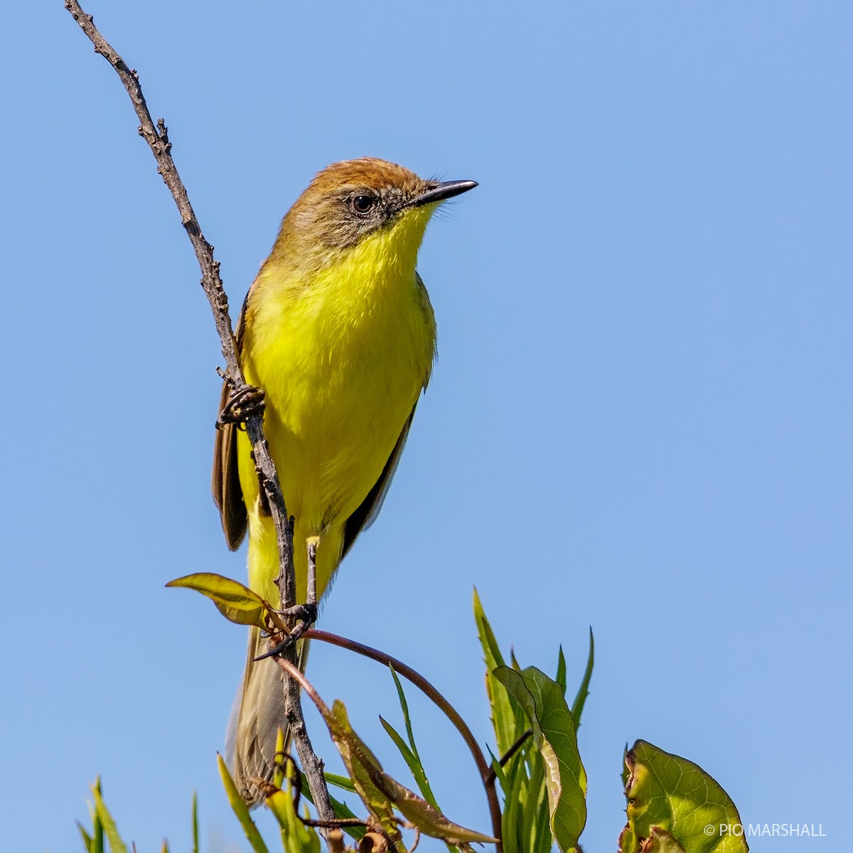 Ticking Doradito - Pio Marshall