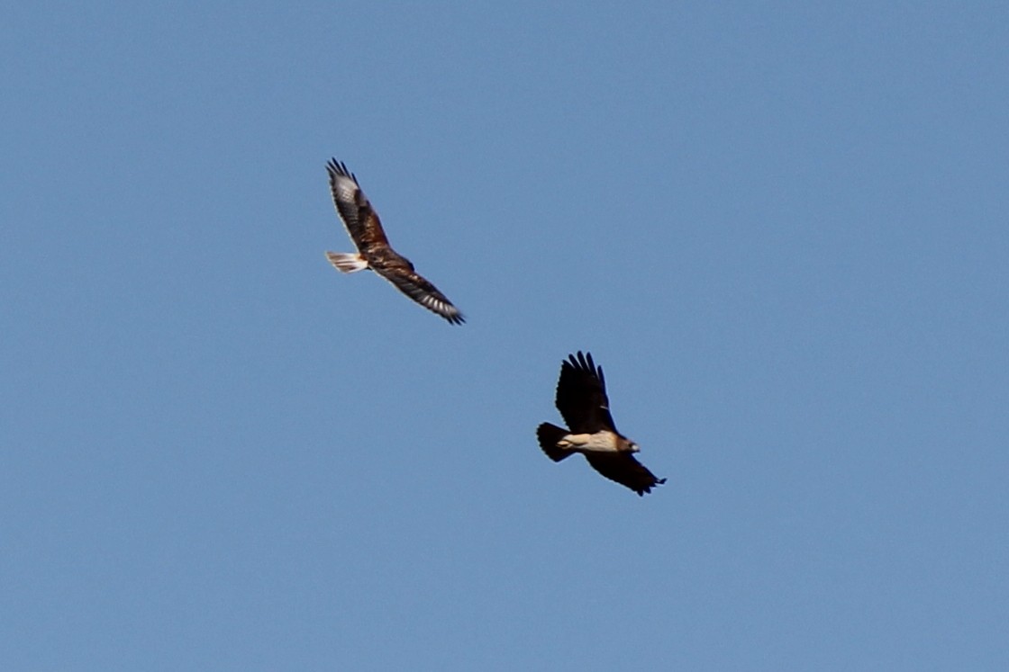 Ferruginous Hawk - ML79960761