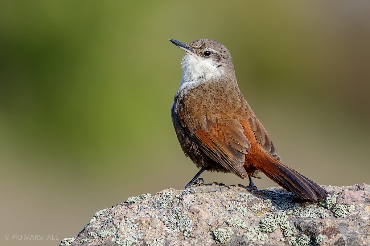 Crag Chilia - Pio Marshall