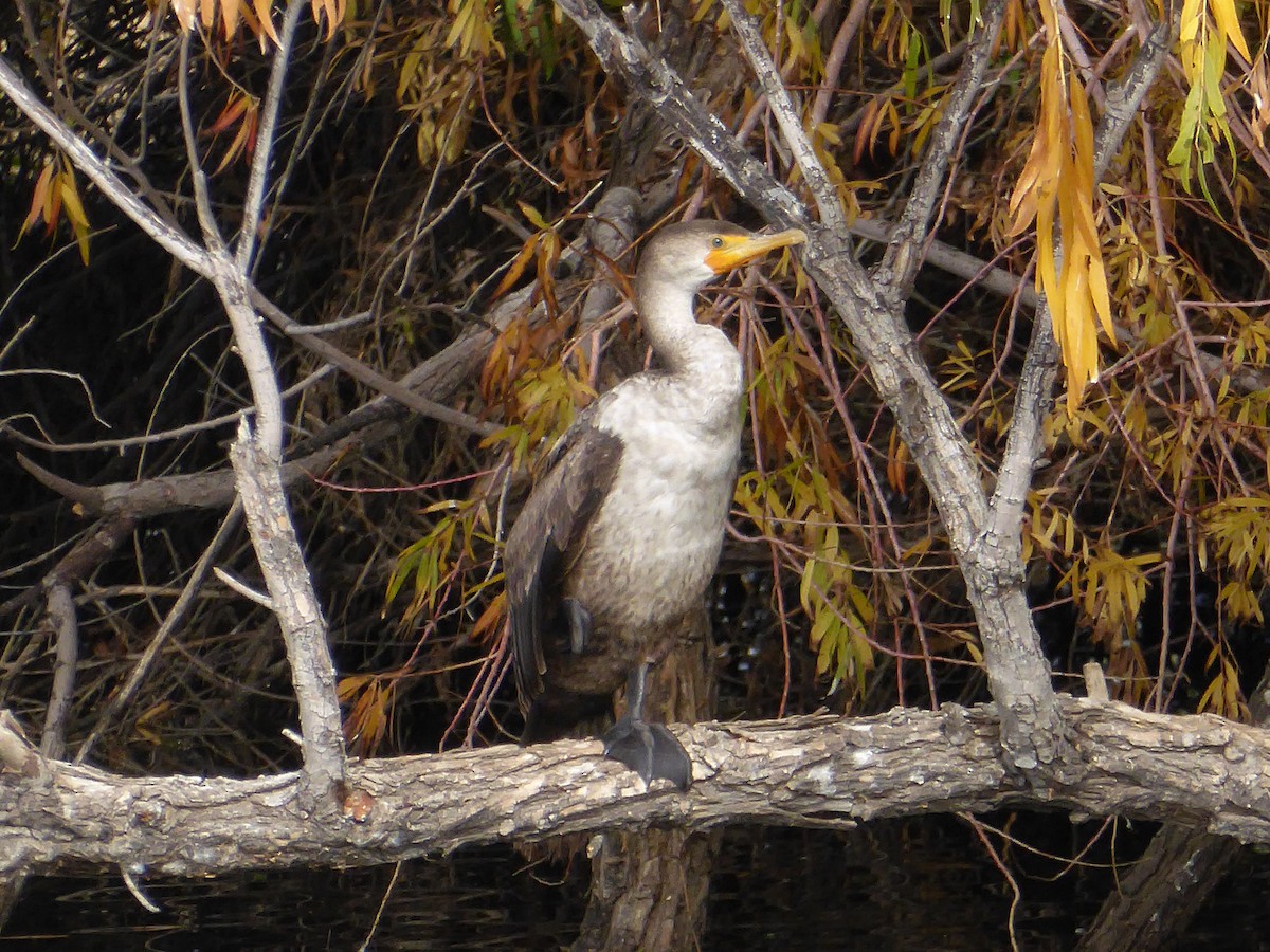 Double-crested Cormorant - Randall M