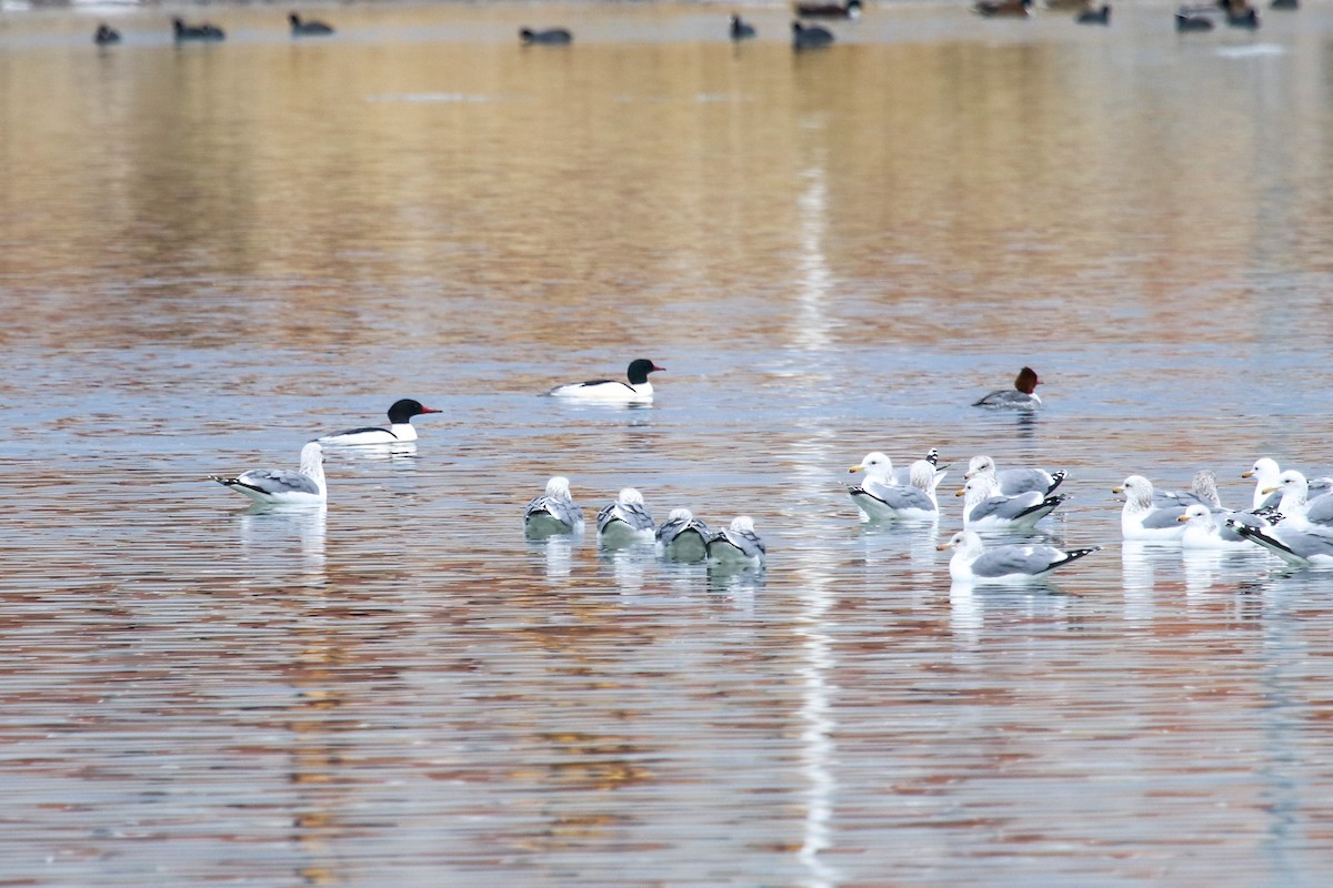 Common Merganser - Carly Farley