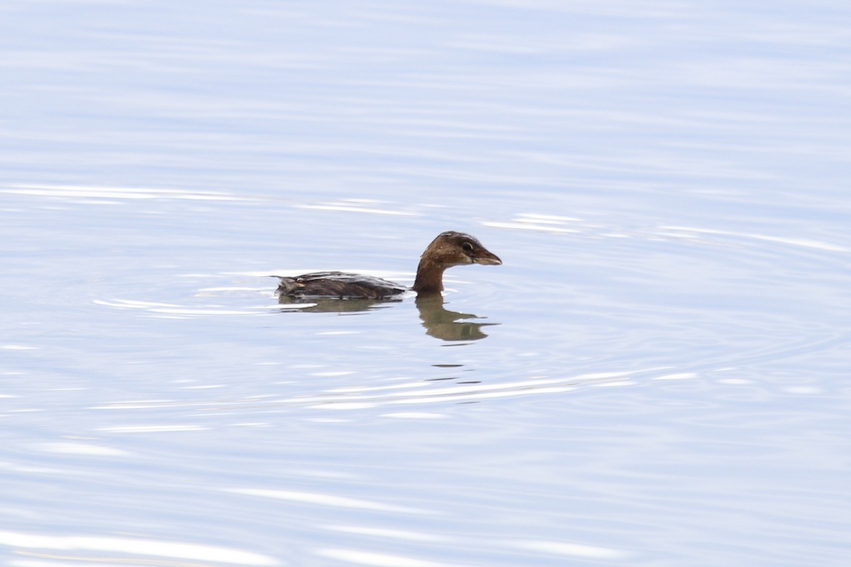 Pied-billed Grebe - ML79962981