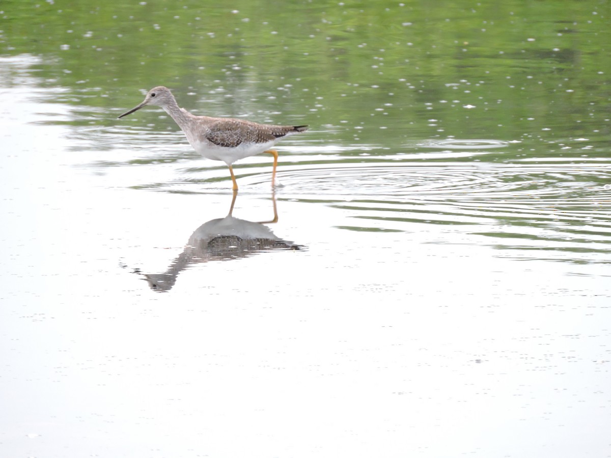 Greater Yellowlegs - Edwin Munera