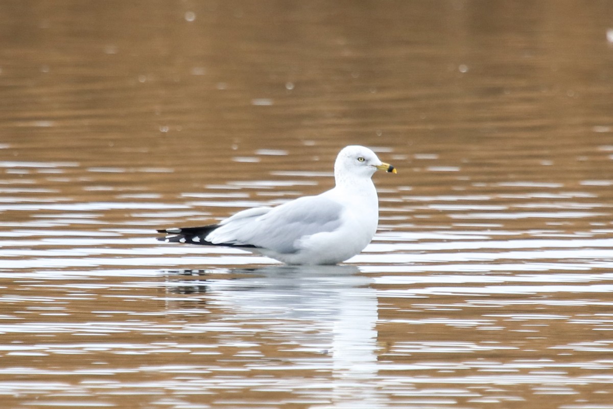 Ring-billed Gull - ML79963761