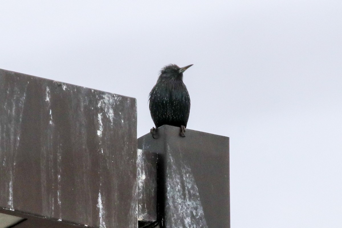 European Starling - ML79964001