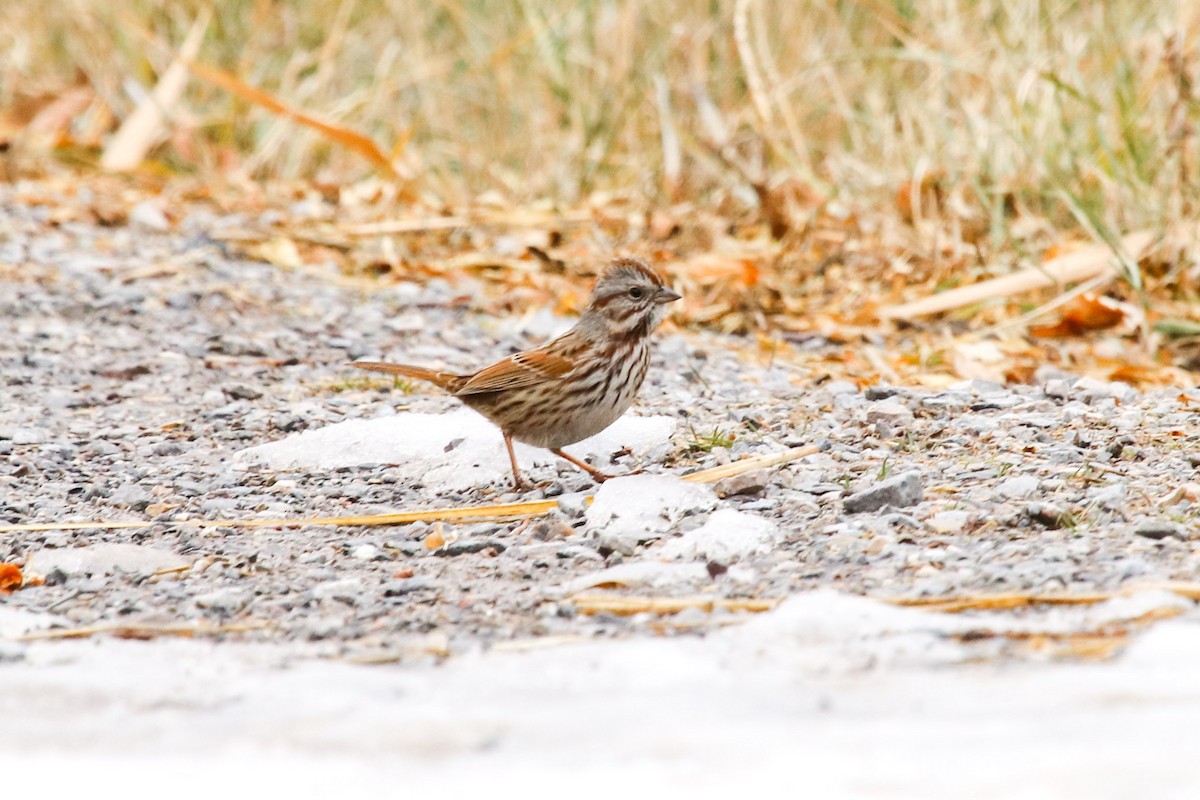 Song Sparrow - ML79964091