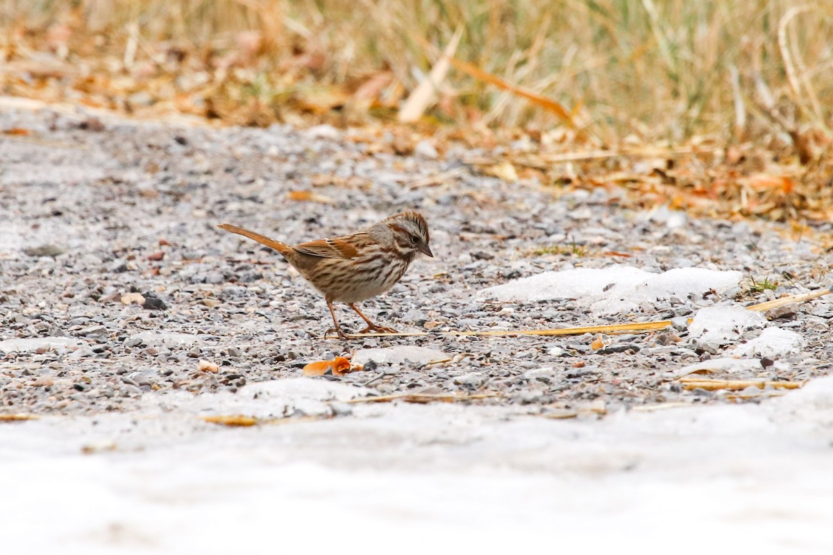 Song Sparrow - ML79964101