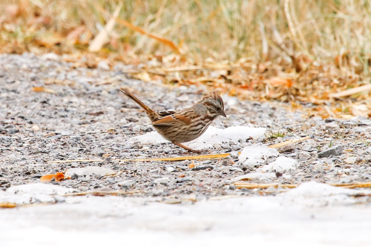 Song Sparrow - ML79964151