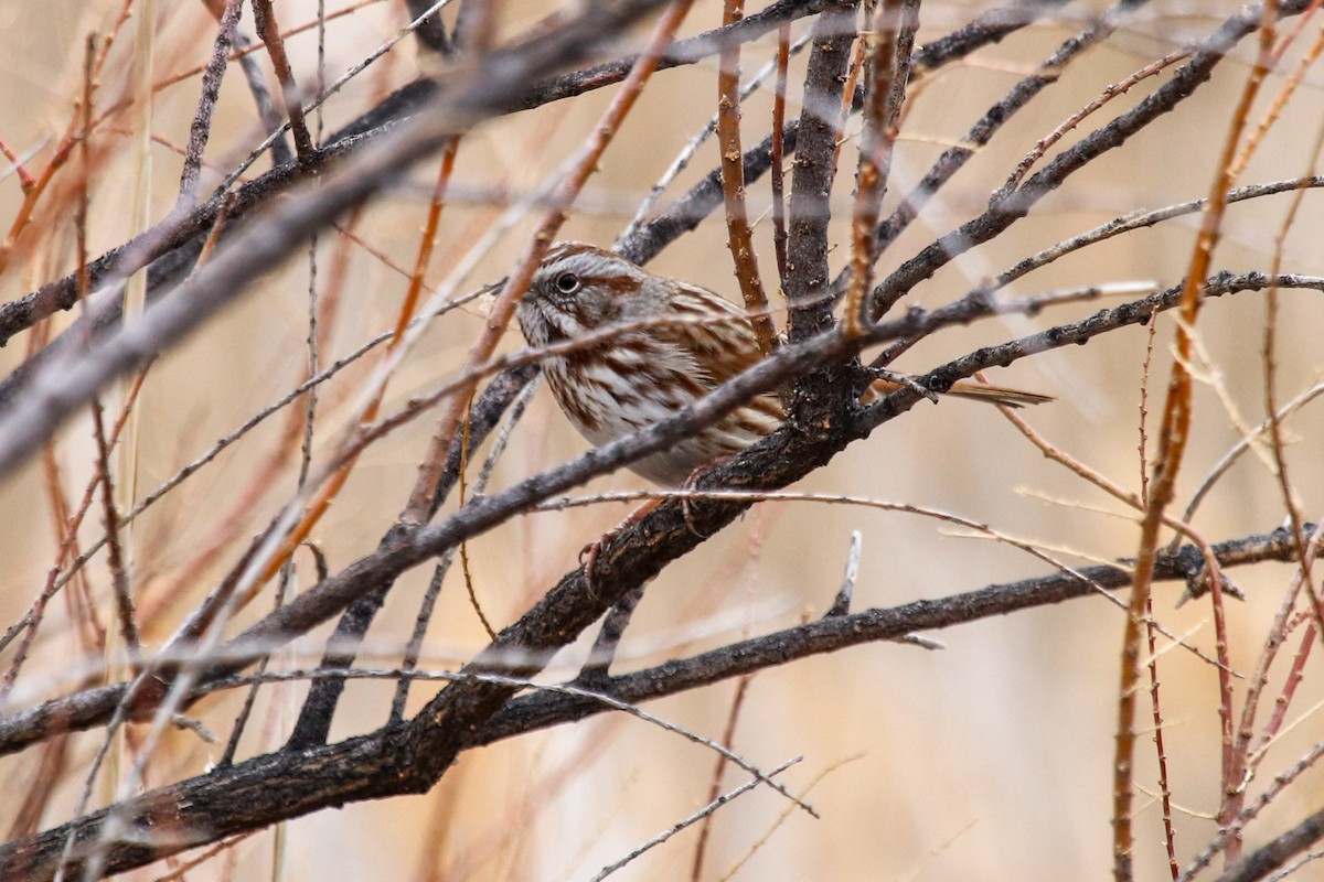 Song Sparrow - ML79964191