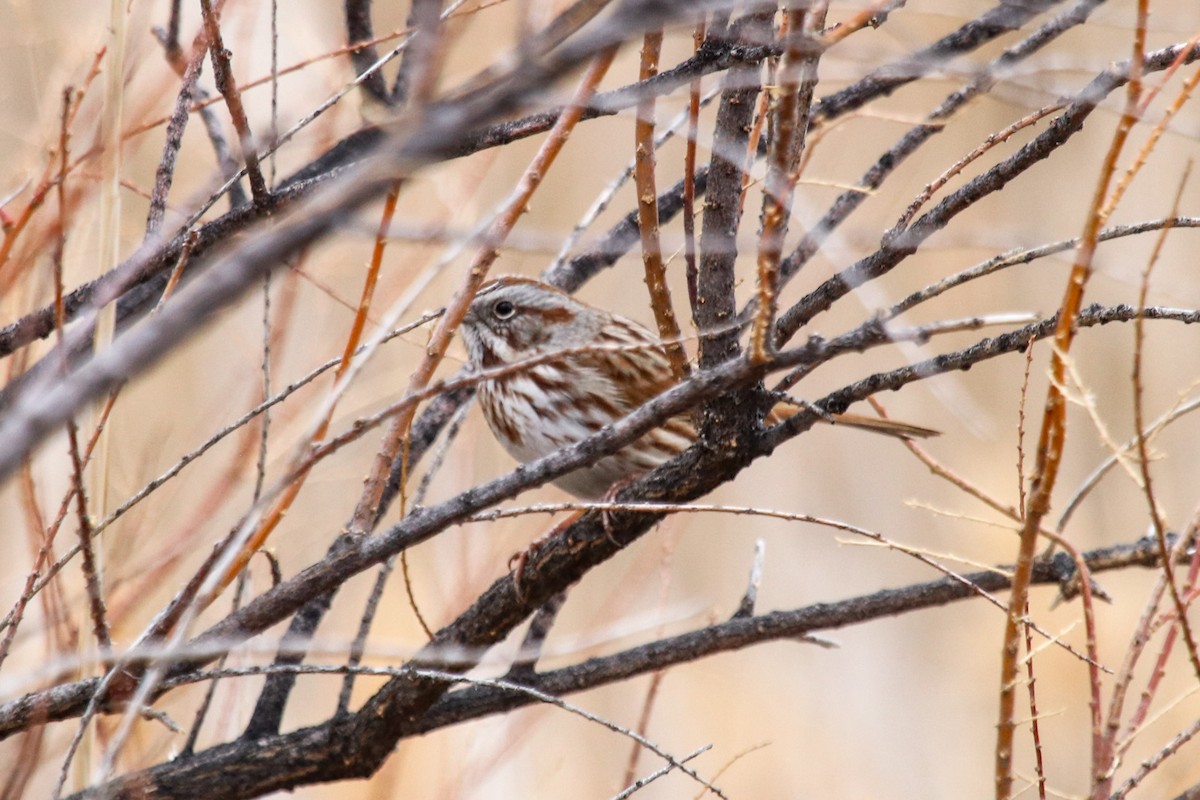 Song Sparrow - ML79964201