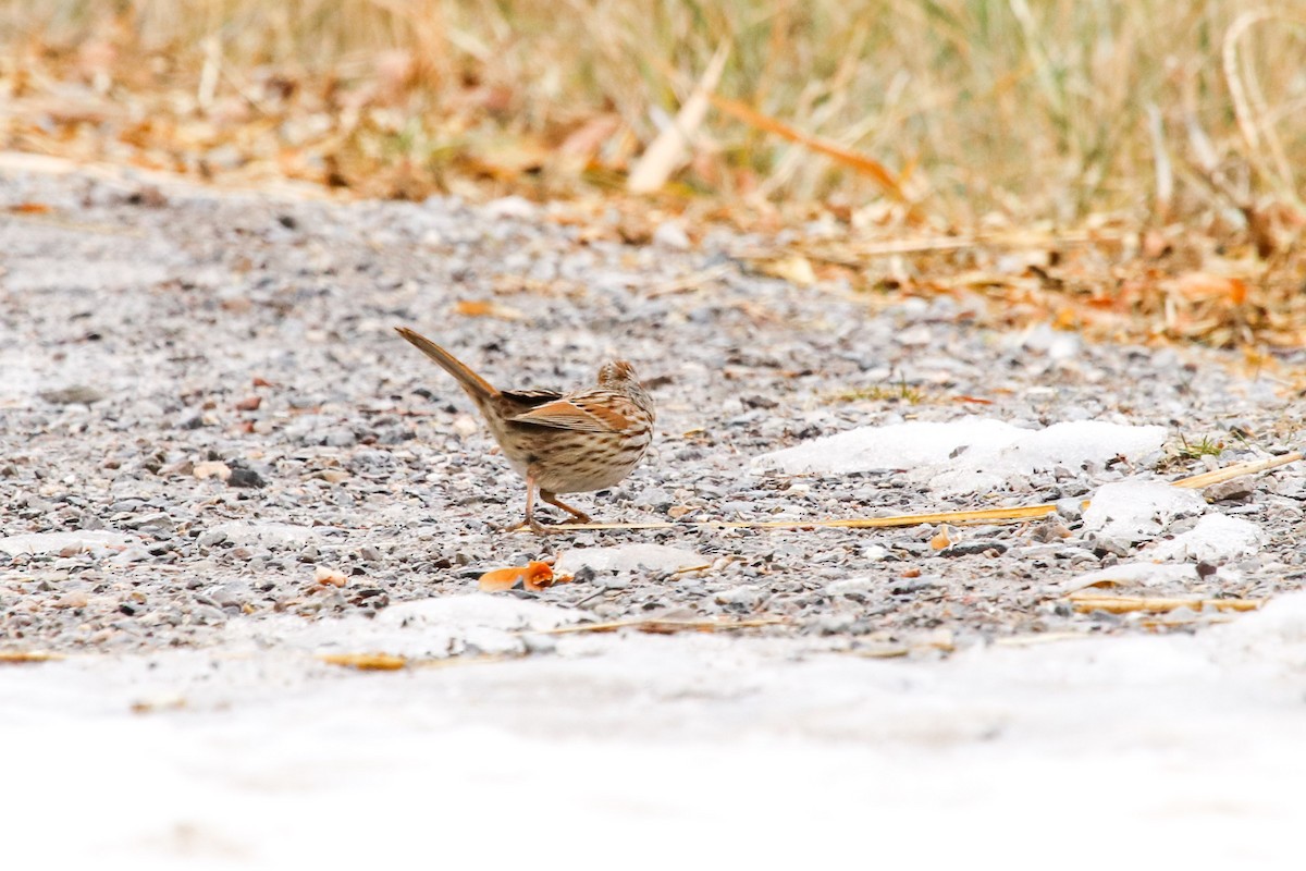 Song Sparrow - ML79964211