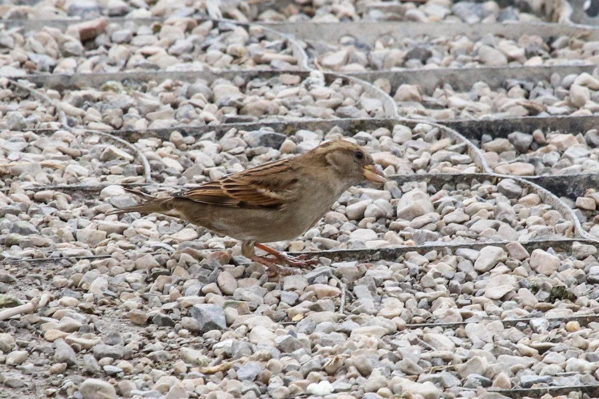 House Sparrow - ML79964401