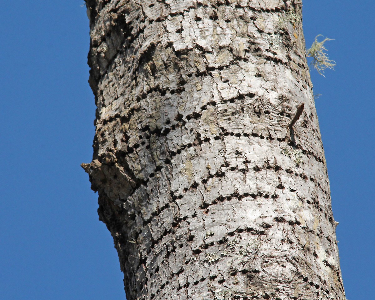 Yellow-bellied Sapsucker - ML79966131