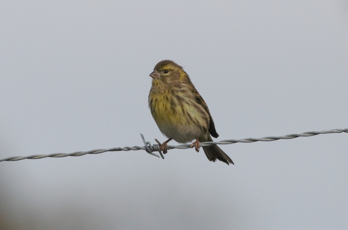 European Serin - ML79966791