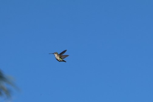 Colibrí Gorjirrubí - ML79968721