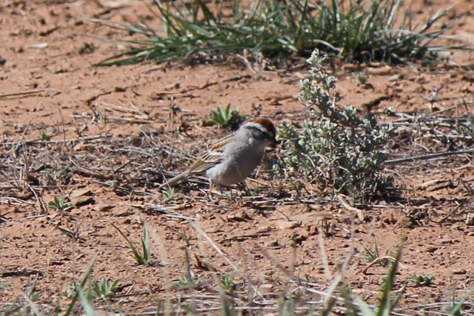 Chipping Sparrow - ML79969871