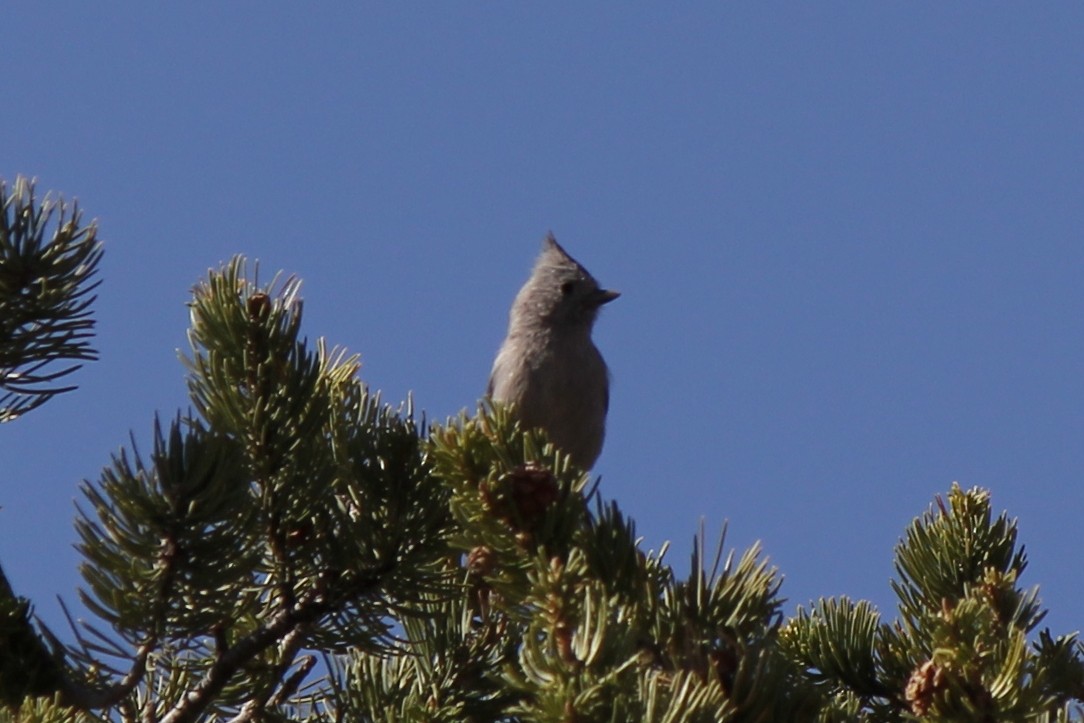 Juniper Titmouse - ML79969961