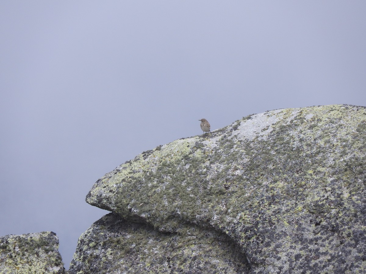 Australian Pipit - David Dedenczuk