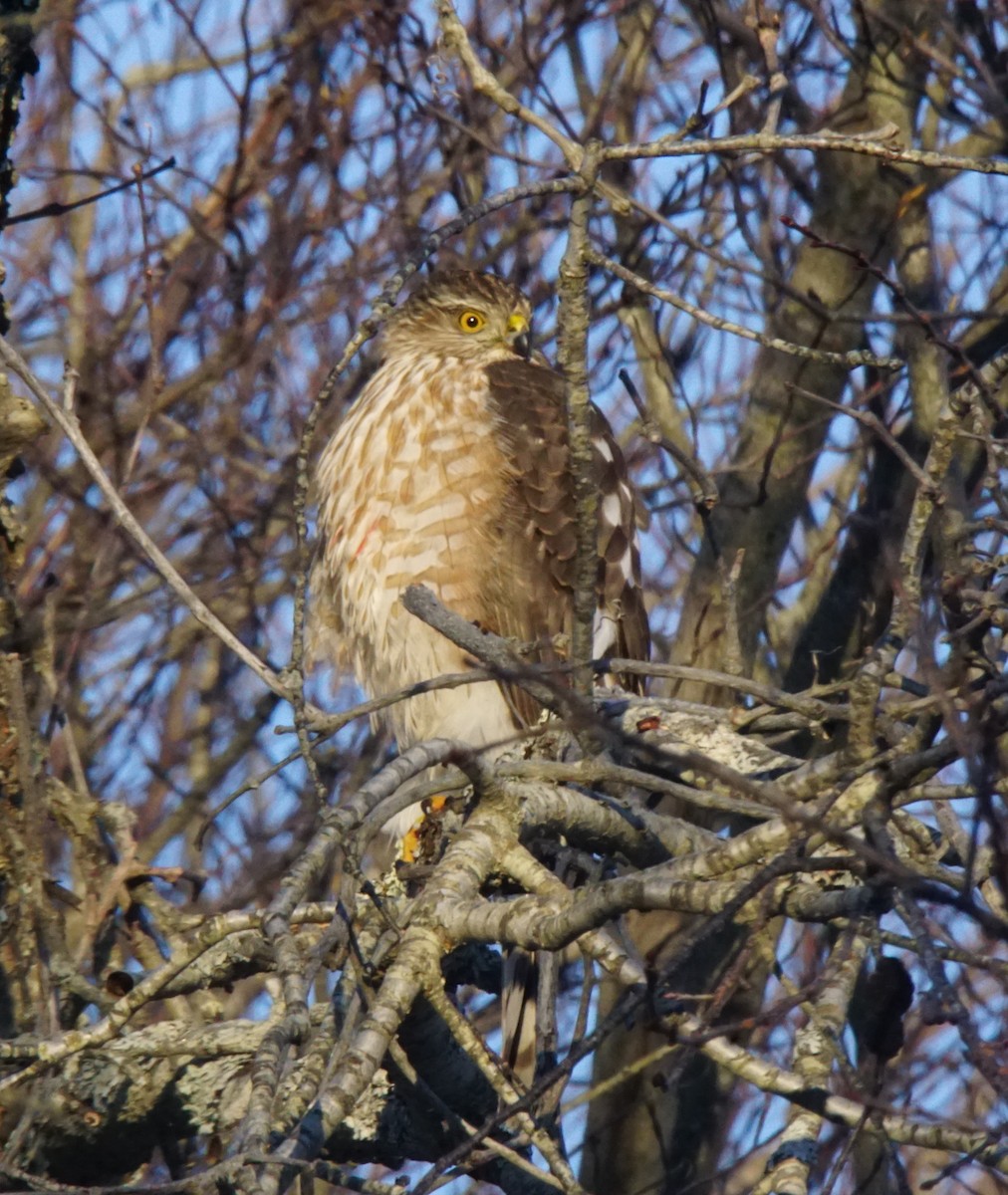 Cooper's Hawk - ML79973281