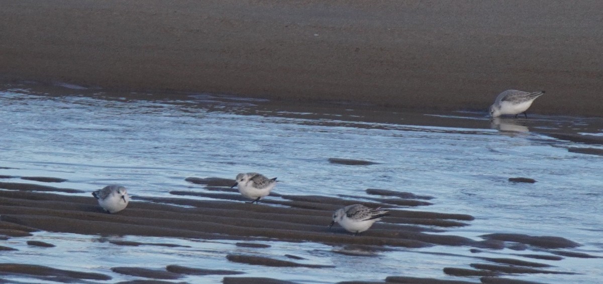 Bécasseau sanderling - ML79973891