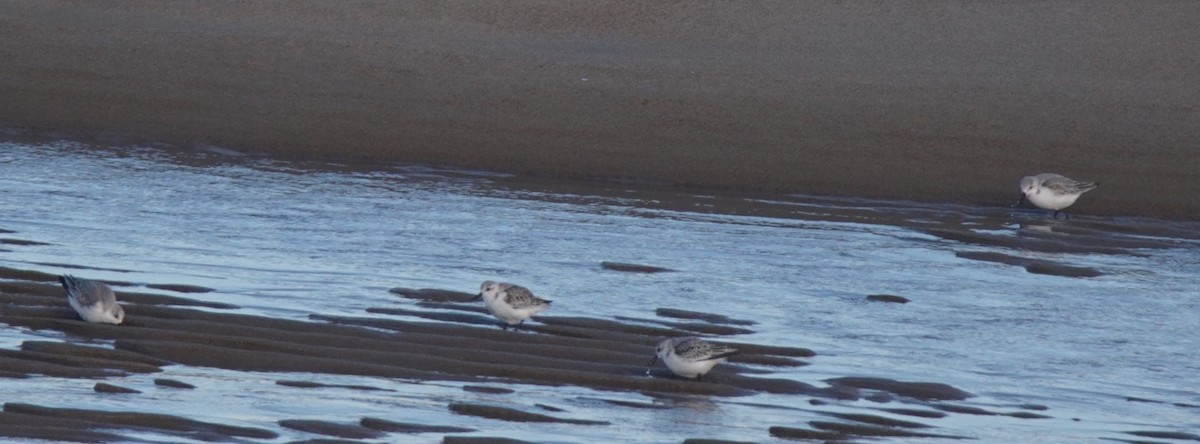 Bécasseau sanderling - ML79973901