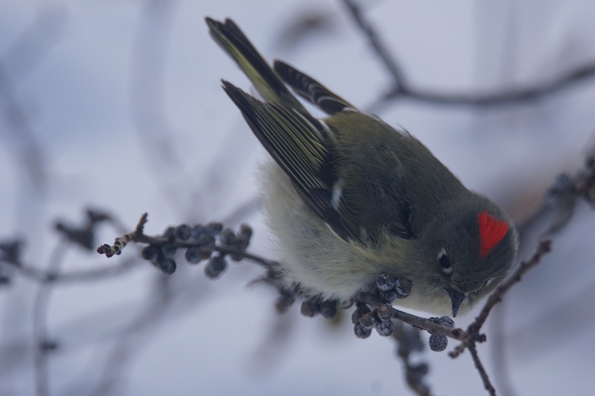 Roitelet à couronne rubis - ML79974391