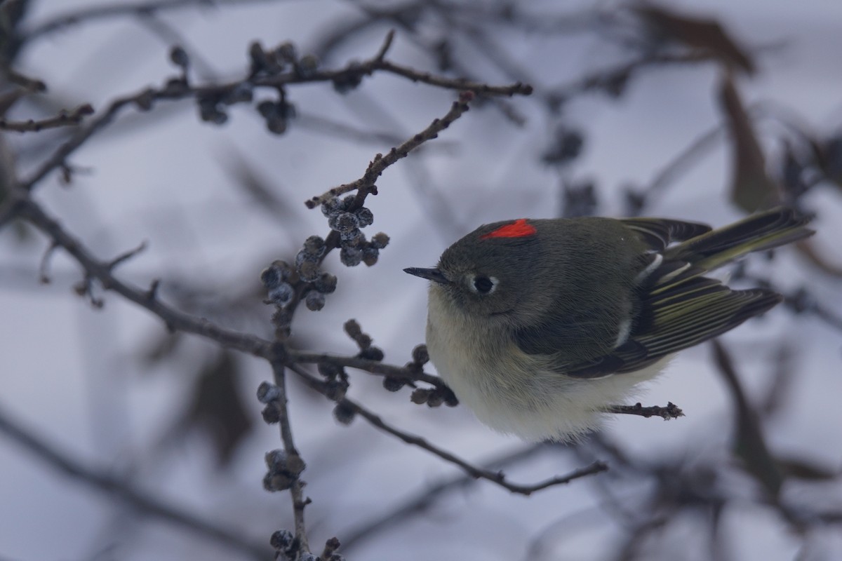 Ruby-crowned Kinglet - ML79974411