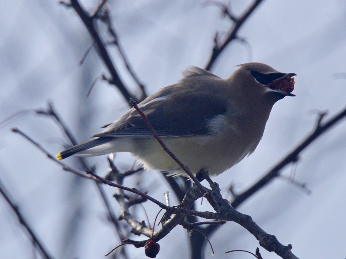 Cedar Waxwing - ML79974551