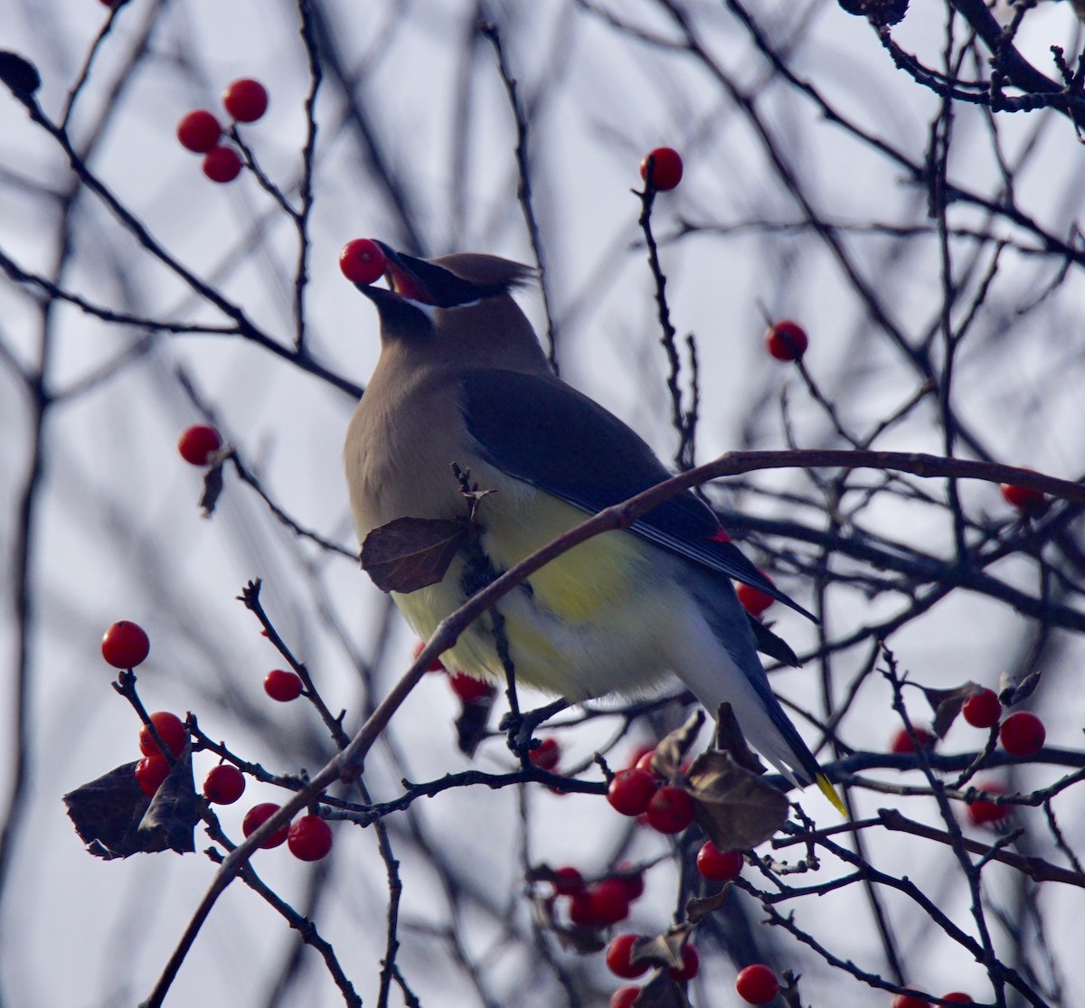 Cedar Waxwing - ML79974561