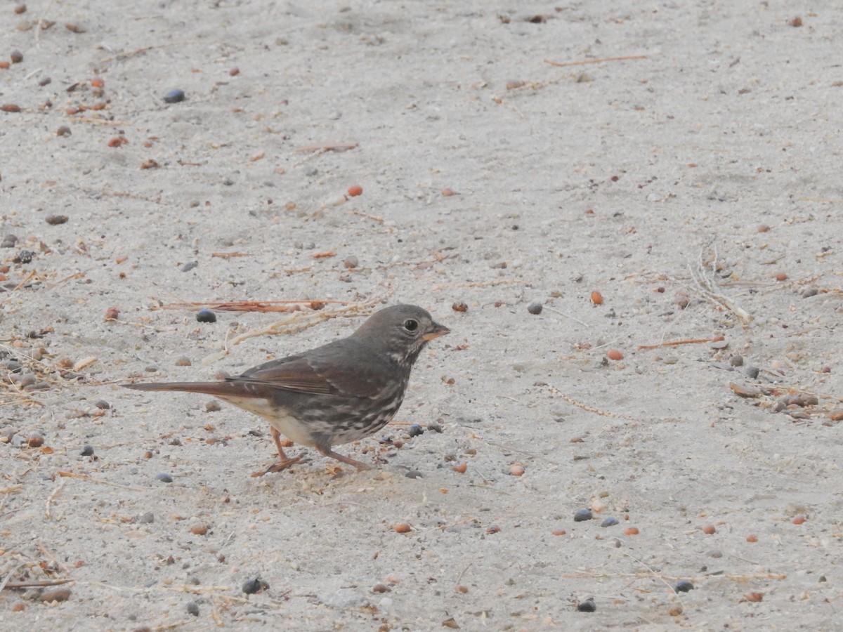 Fox Sparrow - ML79975181