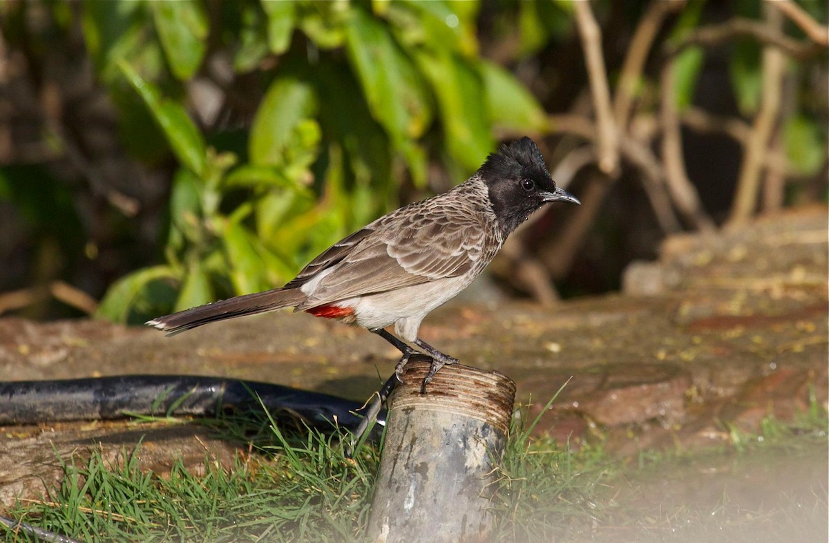 Red-vented Bulbul - ML79976851