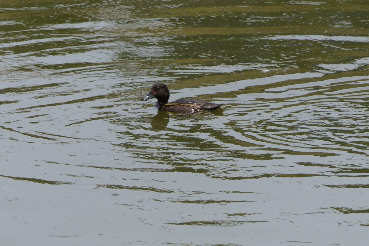 New Zealand Scaup - ML79976871