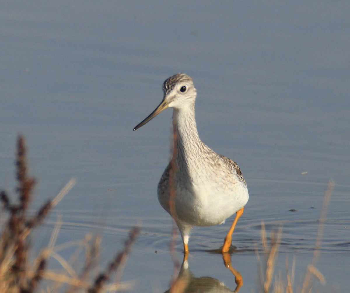 Lesser/Greater Yellowlegs - Julianne Elliott