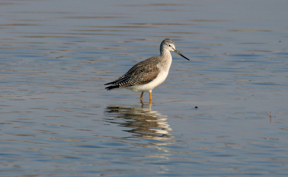 Lesser/Greater Yellowlegs - Julianne Elliott