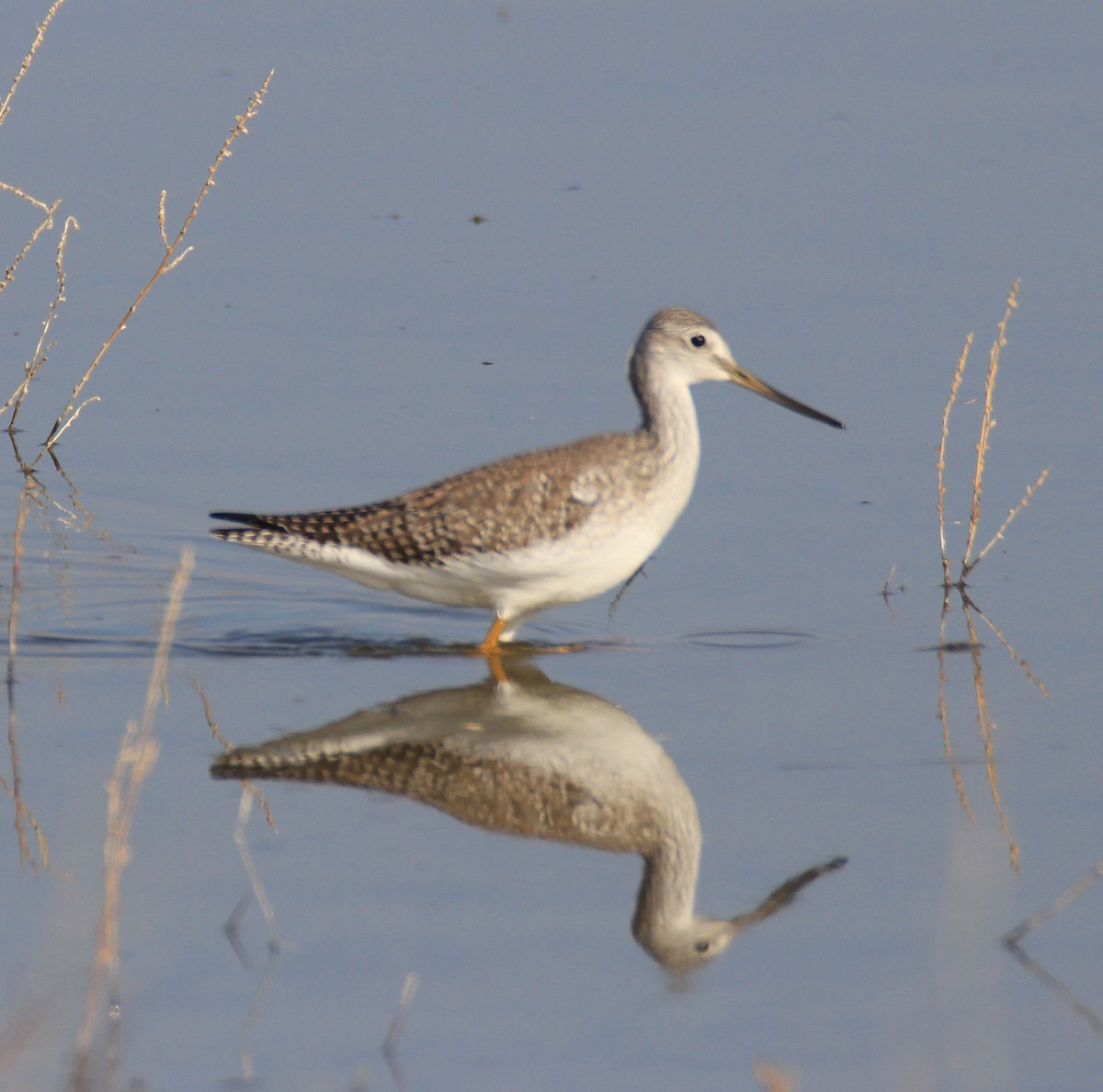 Lesser/Greater Yellowlegs - ML79976961