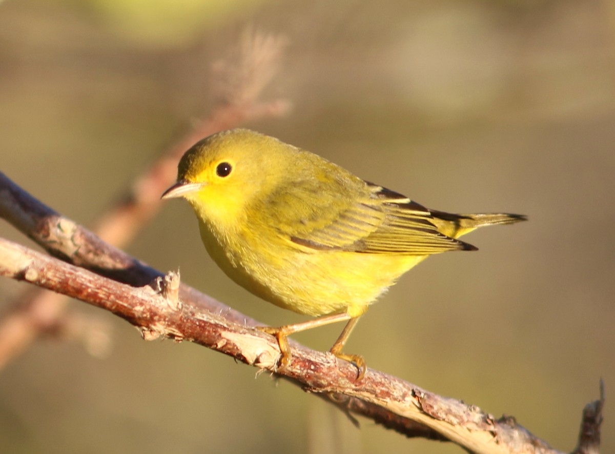 Yellow Warbler - ML79980251